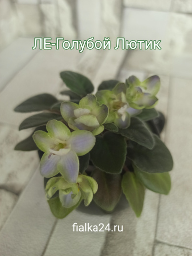 ЛЕ-Голубой Лютик