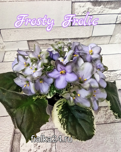 Frosty Frolic (Lyon)