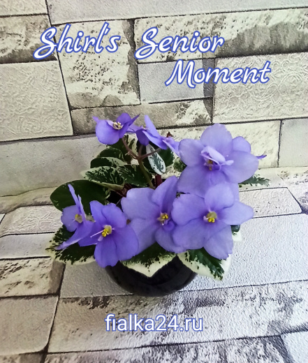 Shirl's Senior Moment (Sanders)