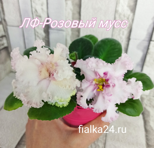 ЛФ-Розовый Мусс