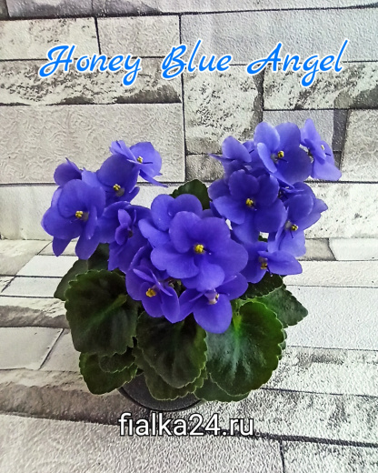Honey Blue Angel (Pittman)