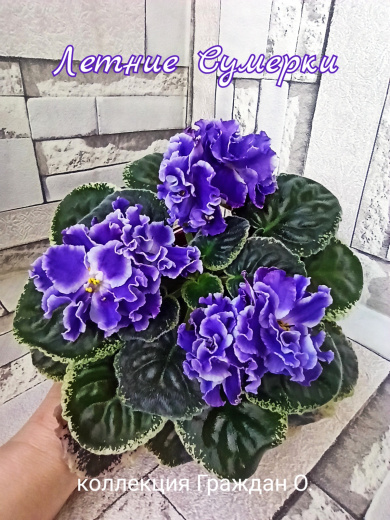 Летние сумерки