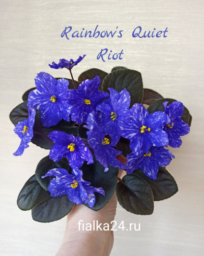 Rainbows Quiet Riot (Wasmund)
