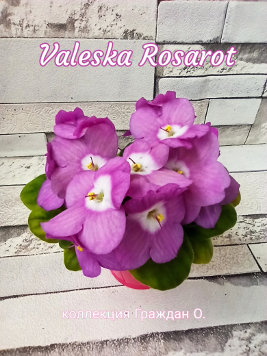 Valeska Rosarot (Fisher)
