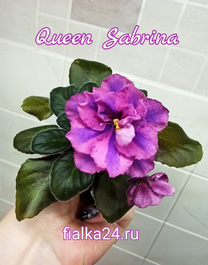 Queen Sabrina (LLG/Sorano)
