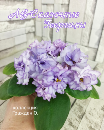 АВ-Сказочные Георгины