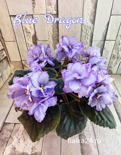 Blue Dragon (Sorano)