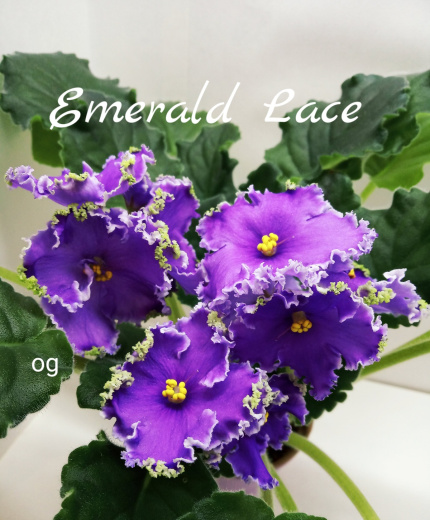 Emerald Lace (Swift)
