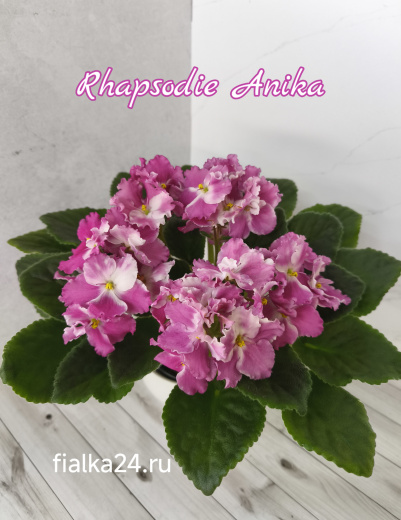 Optimara Rhapsodie Anika (Holtkamp)