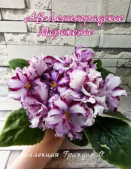 АВ-Ленинградское Мороженное
