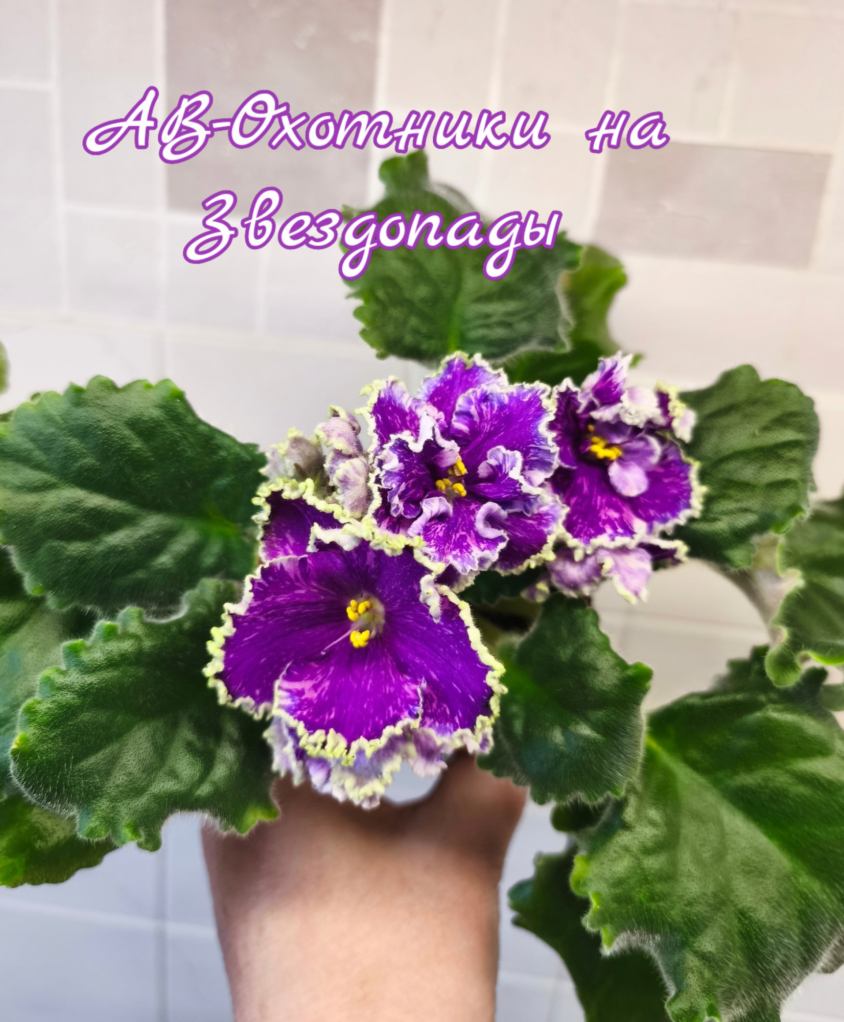 АВ-Охотники на Звездопады