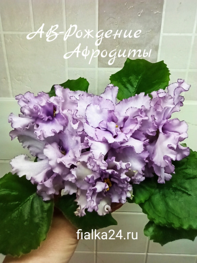 АВ-Рождение Афродиты