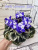 Park Avenue Blue (LLG/Sorano)