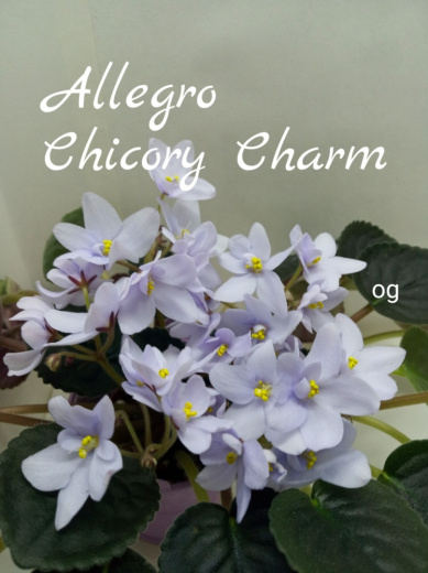 Allegro Chicory Charm (Stromborg)