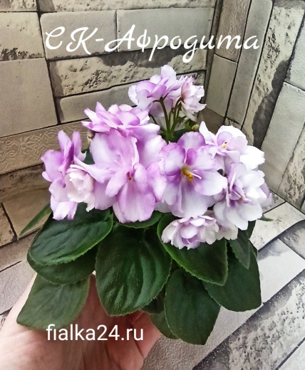 СК-Афродита