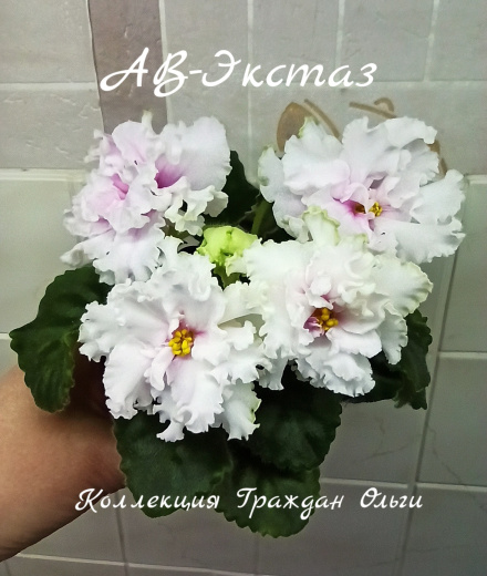 АВ-Экстаз