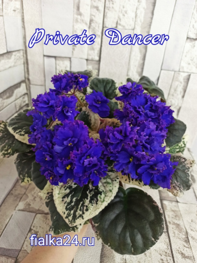 Private Dancer (Sorano)