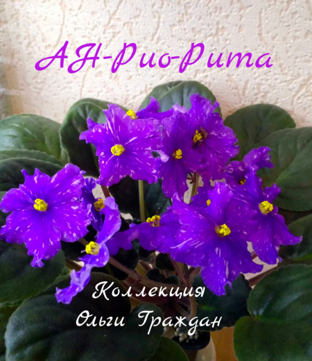 АН-Рио-Рита (Н. Андреева)