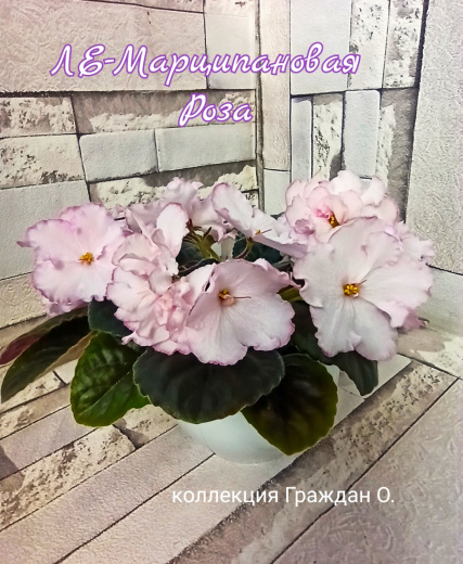ЛЕ-Марципановая Роза
