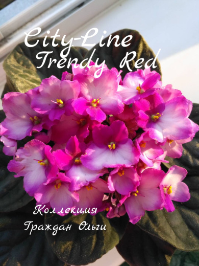 City-Line Trendy Red (Marienoord)