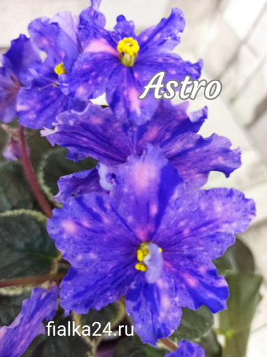 Astro (Croteau)