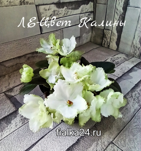 ЛЕ-Цвет Калины