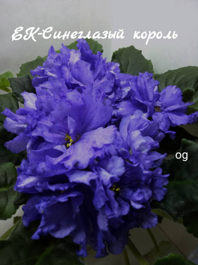 ЕК-Синеглазый король
