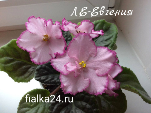 ЛЕ-Евгения 