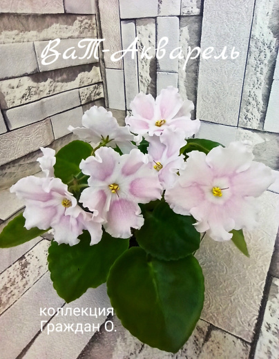 ВаТ-Акварель