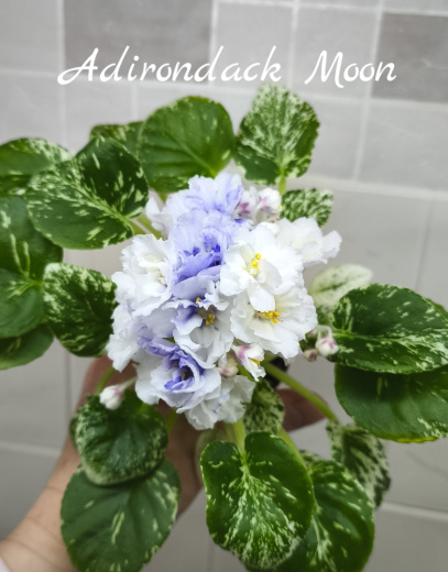 Adirondack Moon (Sorano)