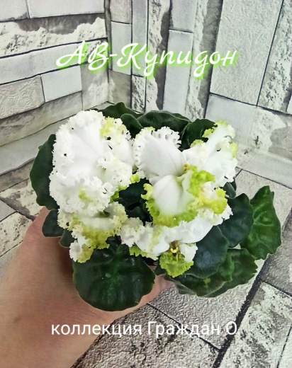 АВ-Купидон