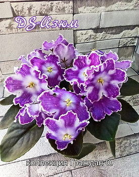 DS-Изюм 
