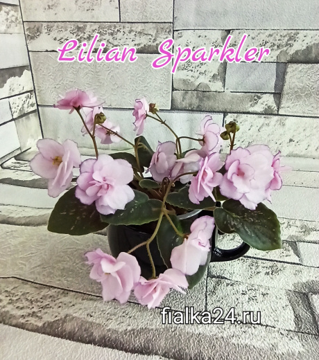 Lilian Sparkler (Champion)