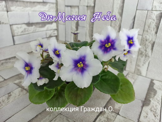 Dn-Магия Неба