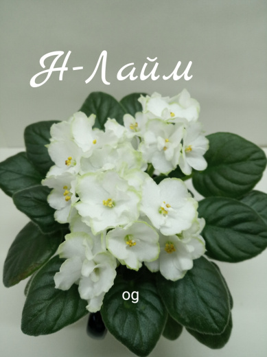 Н-Лайм