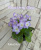 Plumberry Glow (LLG/Sorano)