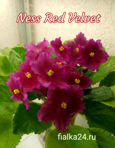 Ness Red Velvet (Ness)