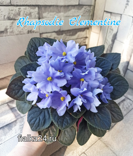 Optimara Rhapsodie Clementine (Holtkamp)