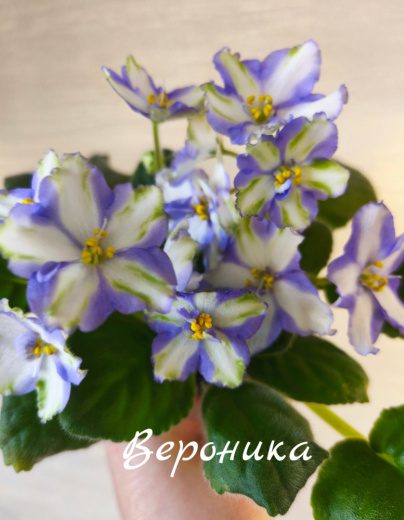 Вероника (О..Граждан)
