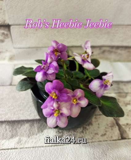 Rob's Heebie Jeebie (Robinson)