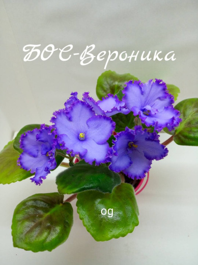 БОС-Вероника (Баронов)
