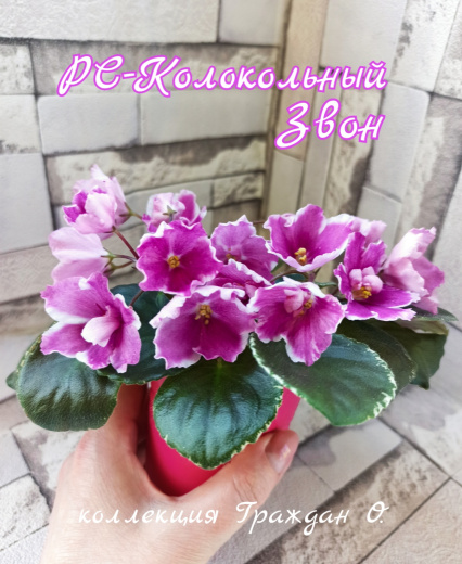 РС-Колокольный Звон
