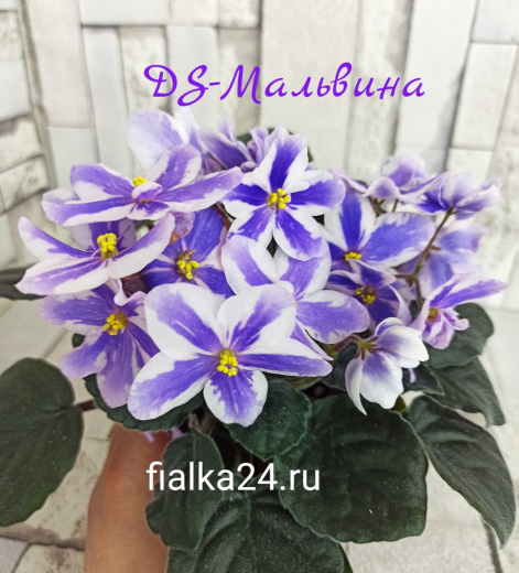 DS-Мальвина