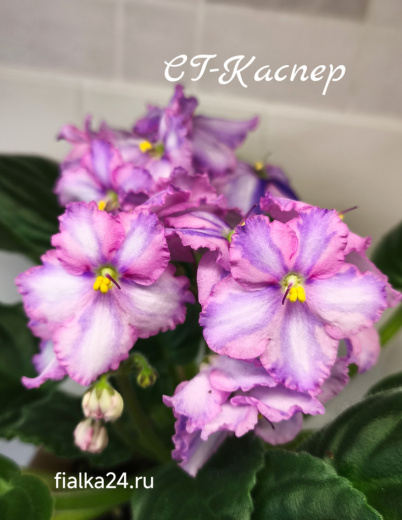СГ-Каспер (Киселева/Голубцова)