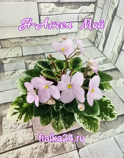 Н-Ангел Мой