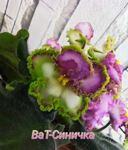ВаТ-Синичка