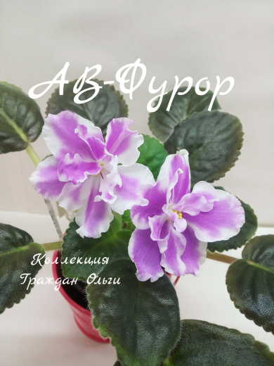 АВ-Фурор
