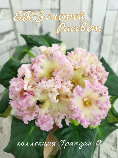 ЕК-Золотой Рассвет