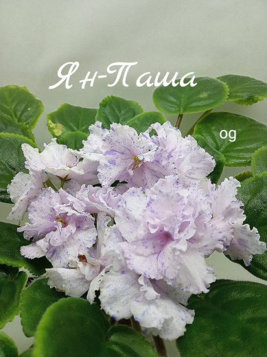 Ян-Паша