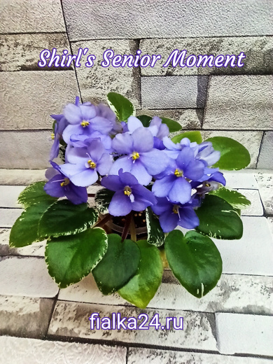 Shirl's Senior Moment (Sanders)